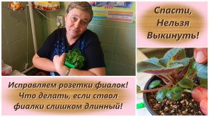 Спасти, Нельзя Выкинуть! Исправляем розетки фиалок! Что делать, если ствол фиалки слишком длинный!