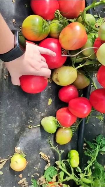 Крупноплодный томат до 1 килограмма, срочно берите в копилку на 2026 год! #огород #томаты #дача смотреть онлайн