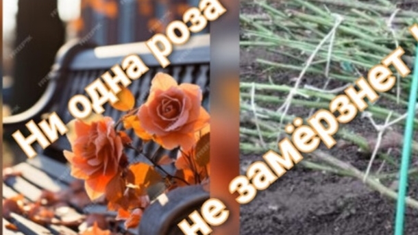 Готовим розы к зиме правильно смотреть онлайн