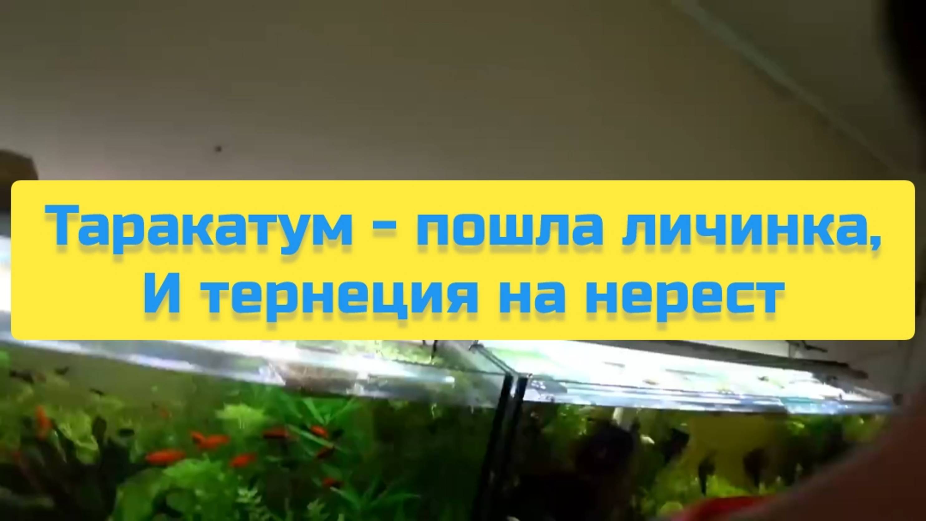 ТАРАКАТУМ - ПОШЛА ЛИЧИНКА, И ТЕРНЕЦИЯ НА НЕРЕСТ смотреть онлайн