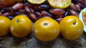 Томат Бочка меда хорошо показал себя в открытом грунте. №395. Дегустация сорта.