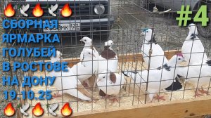 🔥🕊🔥 19.10.25. Сборная ярмарка голубей в Ростове на Дону. Часть 4. Птичий рынок. Bird Market.
