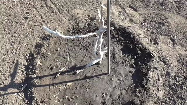 Защита плодовых от грызунов и от морозов