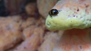 Яркие древесные грибы