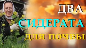 Эти два сидерата повышают плодородие земли. Разберёмся какие сидераты сеять осенью