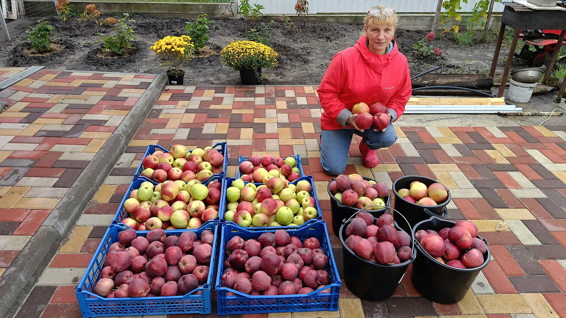137. Сбор яблок. Уборка огорода. Покупка генератора.