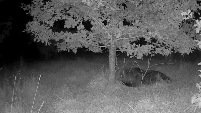 Мишка фото ловушка смотреть онлайн