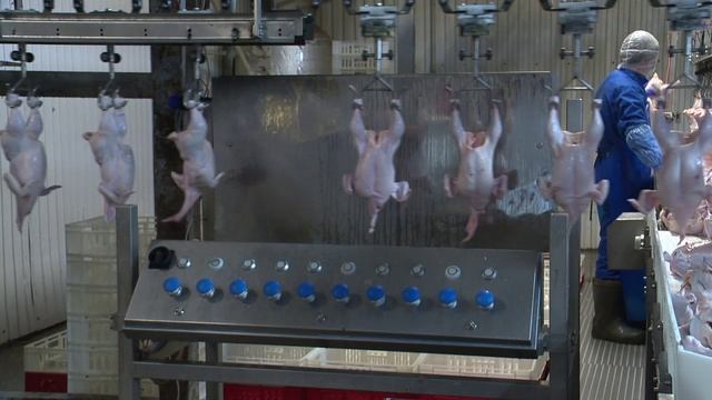 «Знак качества»: качество филе грудки - 21.10.2025