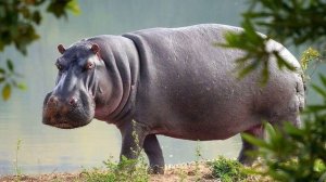 Звук бегемота, крик бегемота. Бегемот в естественной среде обитания. Звуки гиппопотама