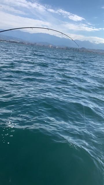 Стоп. Назад. Морской дракон. Опасен. Ядовит. смотреть онлайн