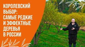 САМЫЕ РЕДКИЕ И ЭФФЕКТНЫЕ ДЕРЕВЬЯ И КУСТАРНИКИ В РОССИИ | "ПИТОМНИК САВВАТЕЕВЫХ"