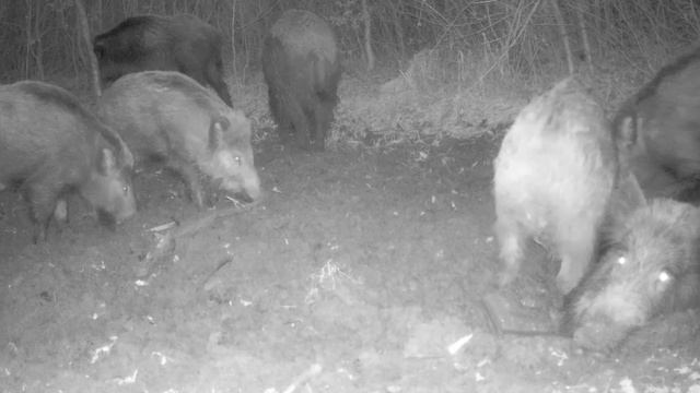 Фото ловушка видео смотреть онлайн