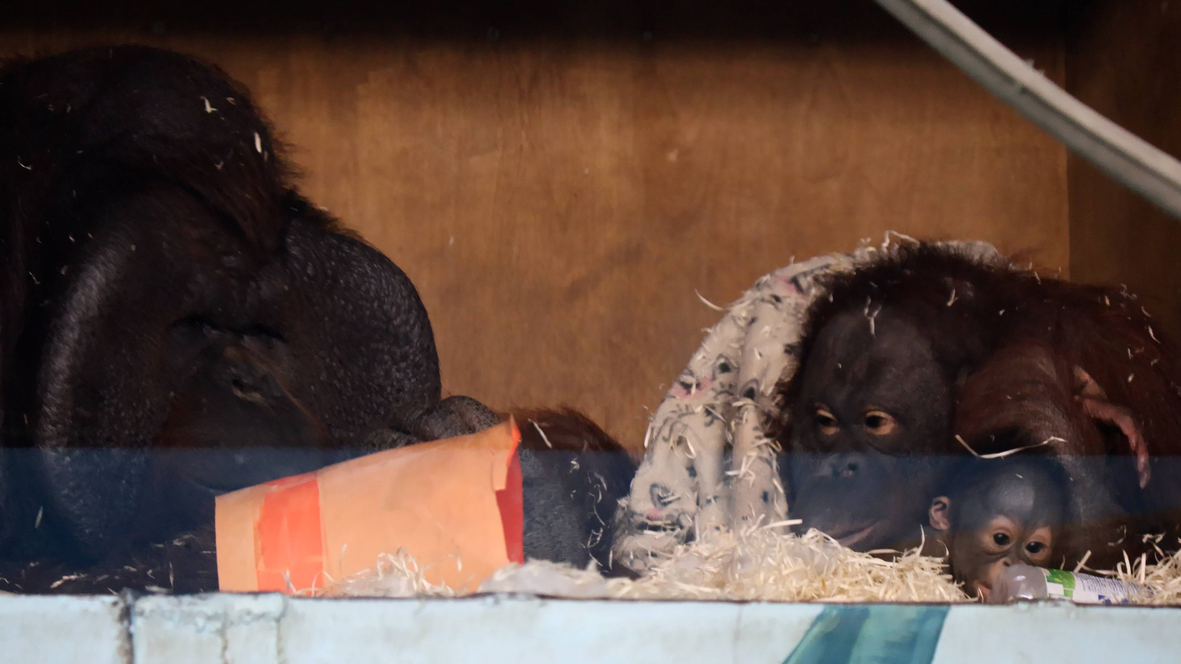 Орангутаны Мишель и Бату с дочкой смотреть онлайн