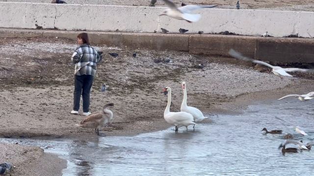 КРЫМ 2025 | ФЕОДОСИЯ | 20 октября ❤️🌊⛰️☀️🏖️🏄♂️🐬 смотреть онлайн