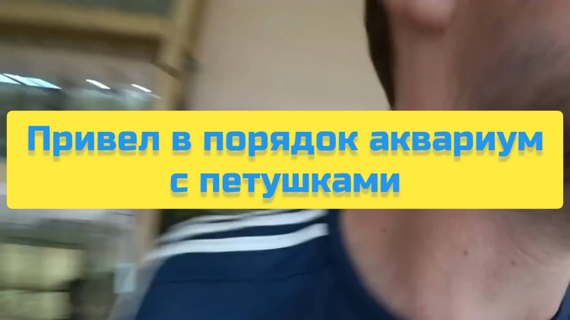 ПРИВЕЛ В ПОРЯДОК АКВАРИУМ С ПЕТУШКАМИ смотреть онлайн
