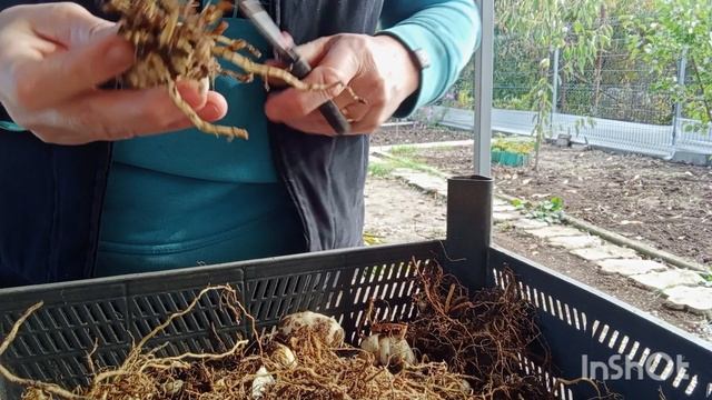 21.10.25.Приехала на дачу. Погода хорошая. Высаживаю луковичные. смотреть онлайн