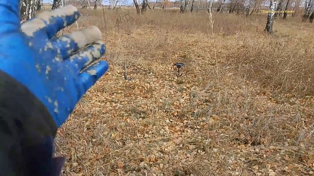 Съездил на Поиски металла, и сколько я нашёл и на копал железа. смотреть онлайн