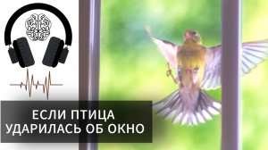 Если птица ударилась об окно