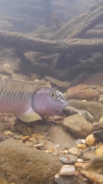 Nocomis micropogon - одна из самых незаметных, но важнейших речных рыб Северной Америки смотреть онлайн