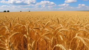 Футаж. Пшеничное поле.mp4