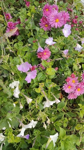 Бражник улетел смотреть онлайн