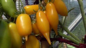 Томат Цыпочка дал оглушительный урожай в конце лета! Обзор сорта в теплице и дегустация. №964.