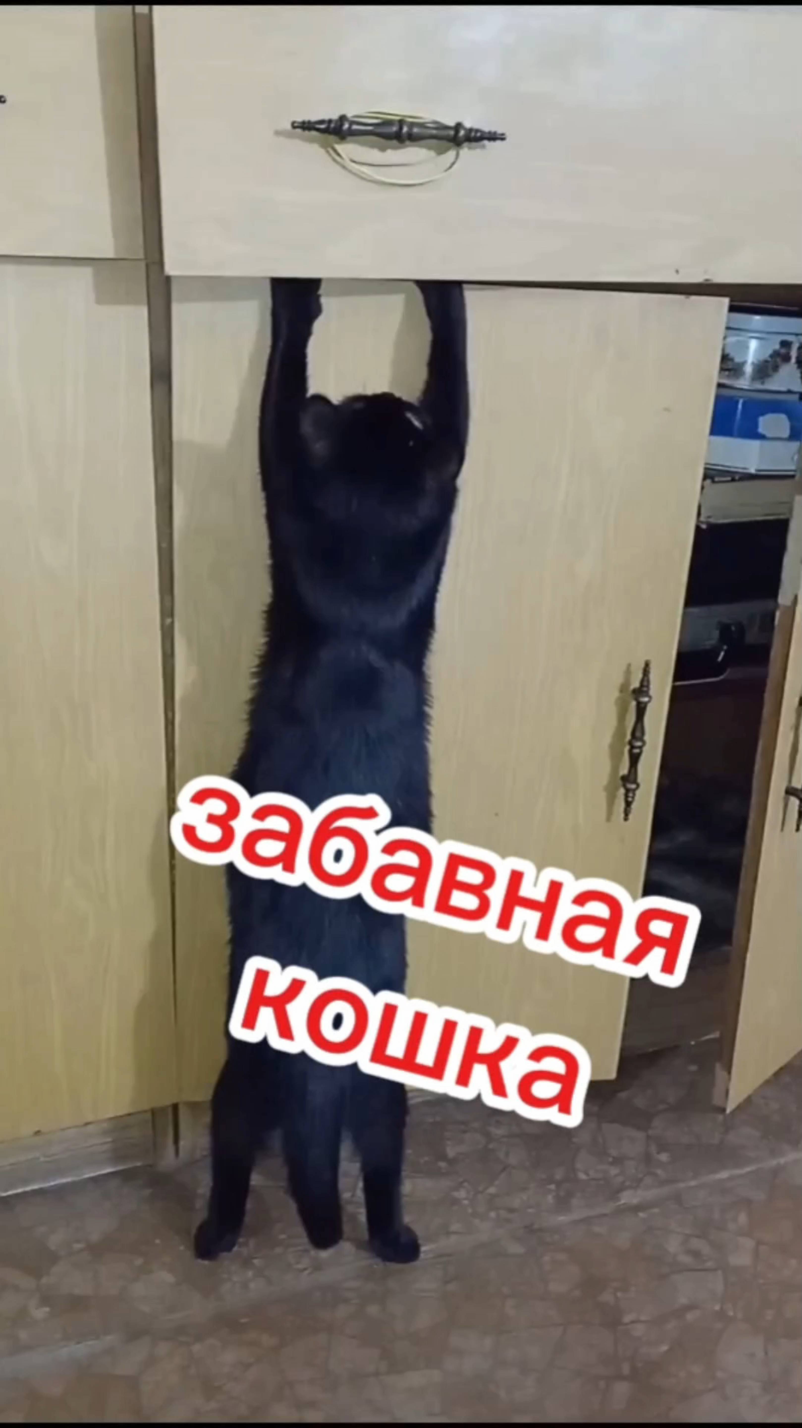 Забавная кошка. смотреть онлайн