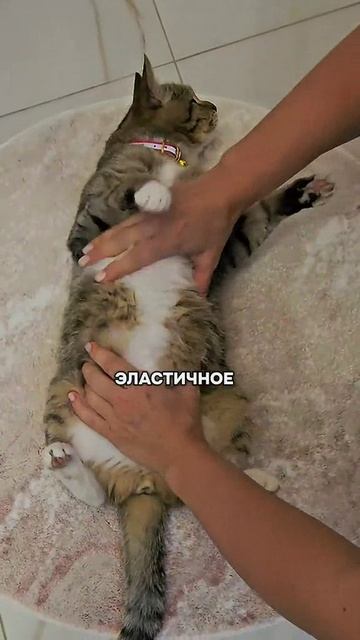котэ-тесто