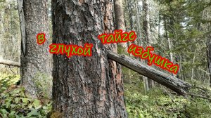 Друзья! Прогуляемся по кедровнику!