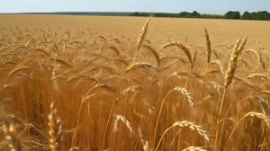 Футаж. Пшеничное поле.mp4