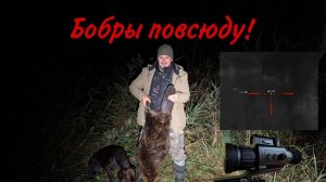 Добыл огромных бобров и не только!