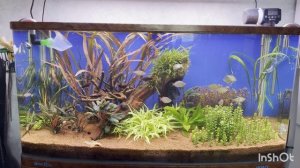 криптокариновая болезнь