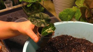 Собираю урожай клубней алоказии и пересаживаю подросших Полли ☘️