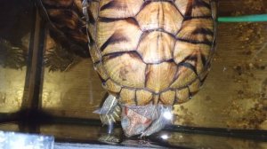 Красноухие черепахи 🐢 утро 21-10-2025