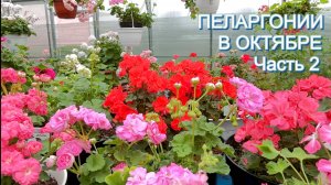 Обзор цветения пеларгоний в октябре. Часть 2.