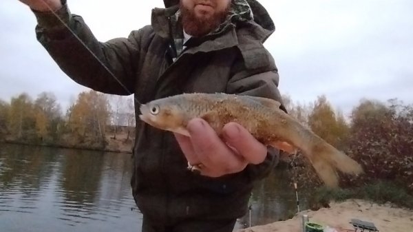 РЫБАЛКА НА ФИДЕР РЕКА ОСЕНЬ