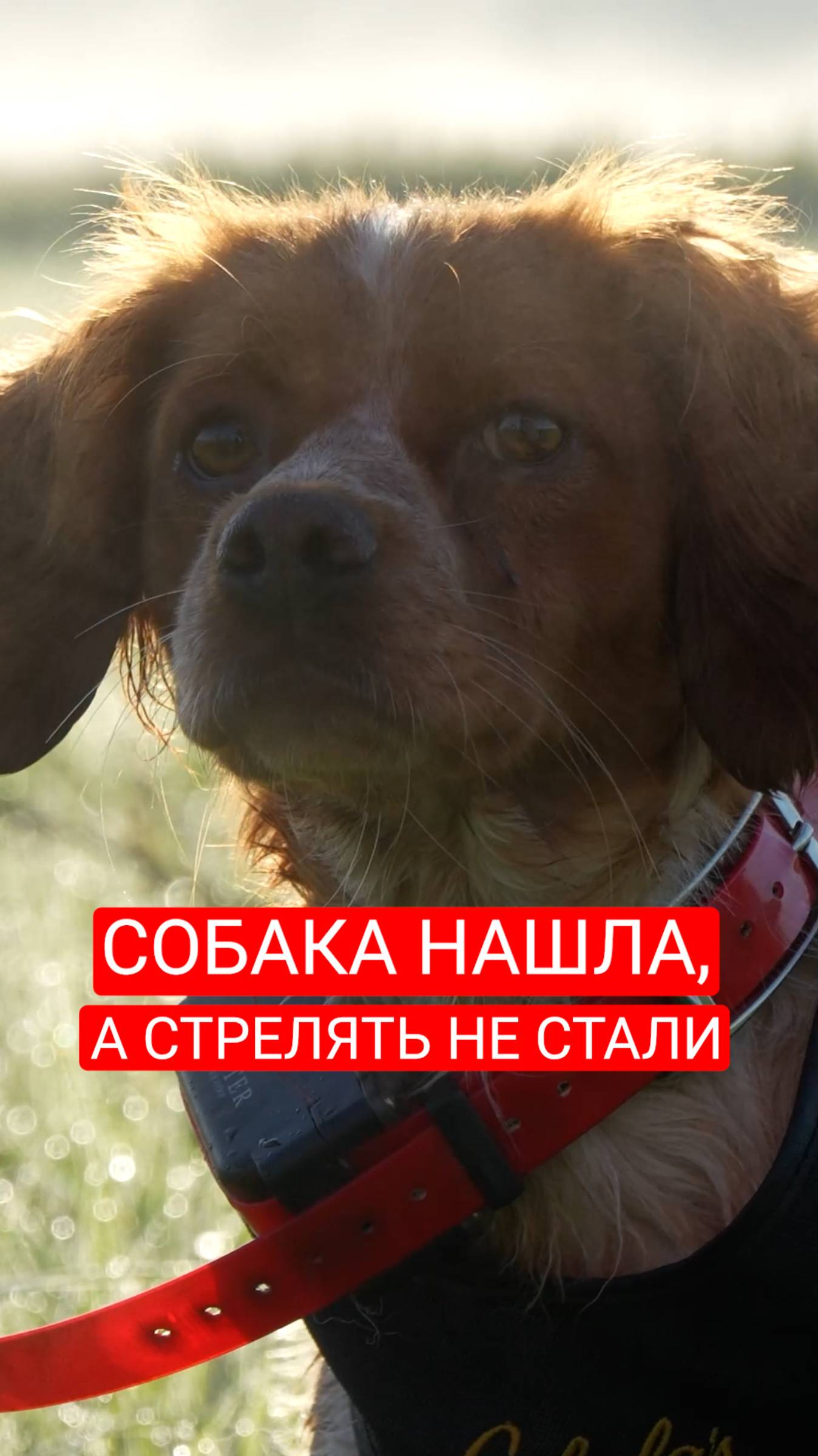 Почему не стали стрелять? смотреть онлайн