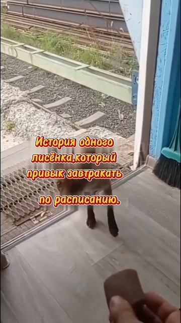 История одного белгородского лисенка,который привык завтракать строго по расписанию. смотреть онлайн