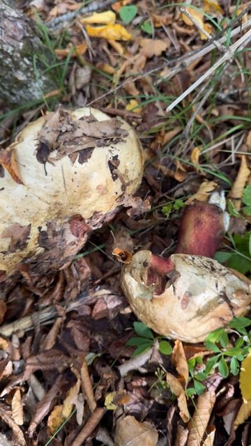 Сатанинский гриб. Крым сегодня. А вы знали о таком грибе? #крым #грибы #грибывлесу смотреть онлайн