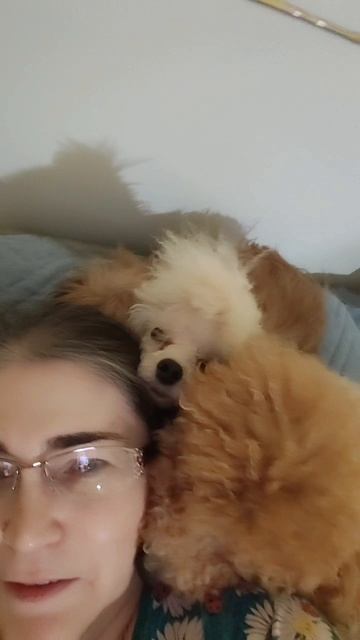 Пуделей много не бывает смотреть онлайн