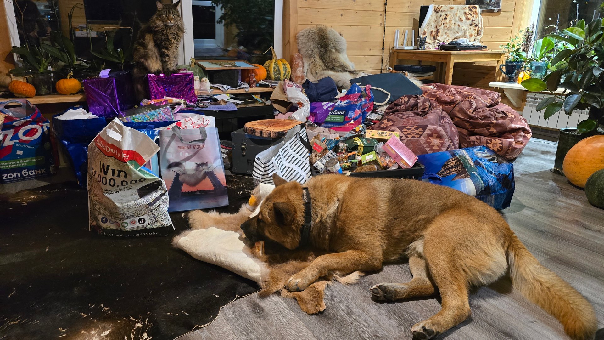 Запись стрима с ютуба от 20.10.25. Распаковка подарков с Рептилиума с кошкой Морошкой и Псом Кубиком смотреть онлайн