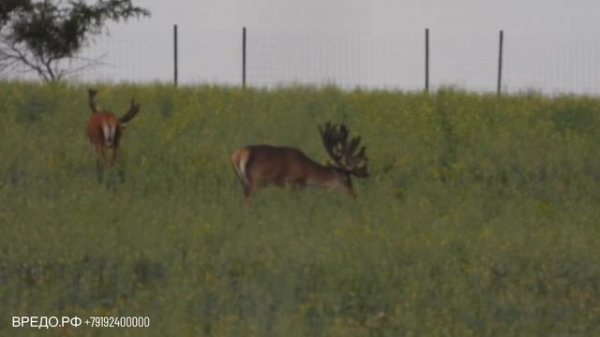 СЕЯЛКА VREDO ДЛЯ ДИЧЕРАЗВЕДЕНИЯ, ОХОТХОЗЯЙСТВ