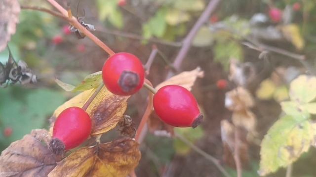 Любимый Шансон. *ЖИВИ ПОКА ЖИВЁТСЯ*.ТоЛько так, а не иначе. смотреть онлайн