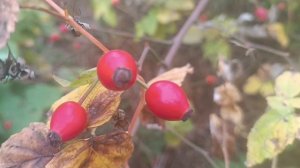 Любимый Шансон. *ЖИВИ ПОКА ЖИВЁТСЯ*.ТоЛько так, а не иначе.