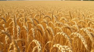 Футаж. Пшеничное поле.mp4