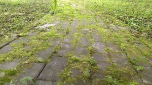 Дорожка в эколого-просветительского центра "Царская пасека"