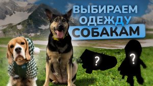 Распаковка одежды для собак| Подбираем Лилу одежду