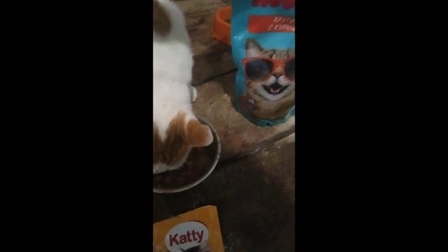 Влажный корм Katty смотреть онлайн