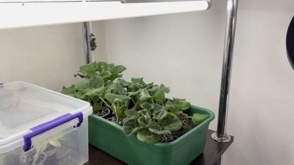 Рабочие моменты с фиалками