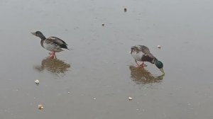 Пингвины 😀